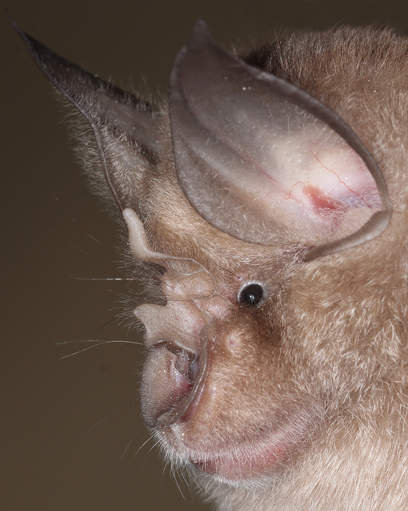 Greater horseshoe bat